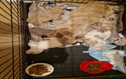 French Bulldog dogs for sale: Franch Bulldog - Image 3