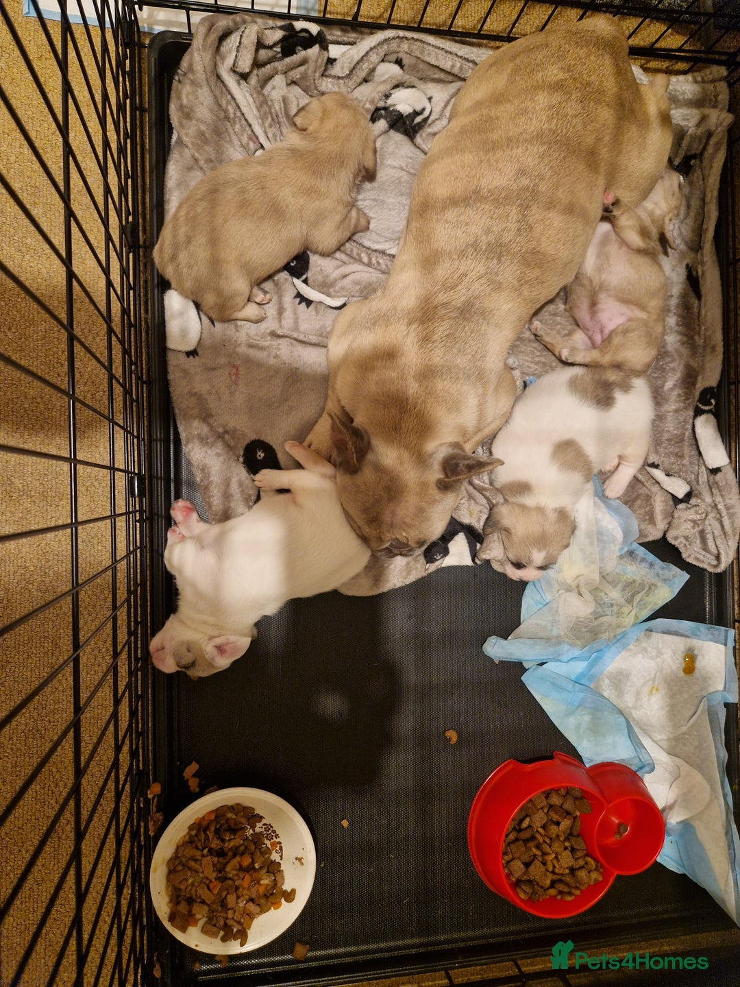 French Bulldog dogs for sale: Franch Bulldog - Image 3