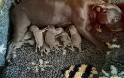 Staffordshire Bull Terrier dogs for sale: KC Registered Staffordshire Bull Terrier Puppies - Image 2
