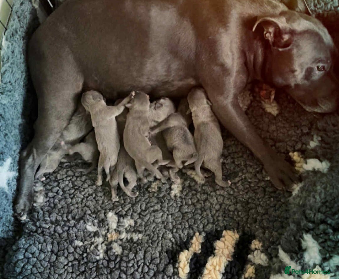 Staffordshire Bull Terrier dogs for sale: KC Registered Staffordshire Bull Terrier Puppies - Image 2