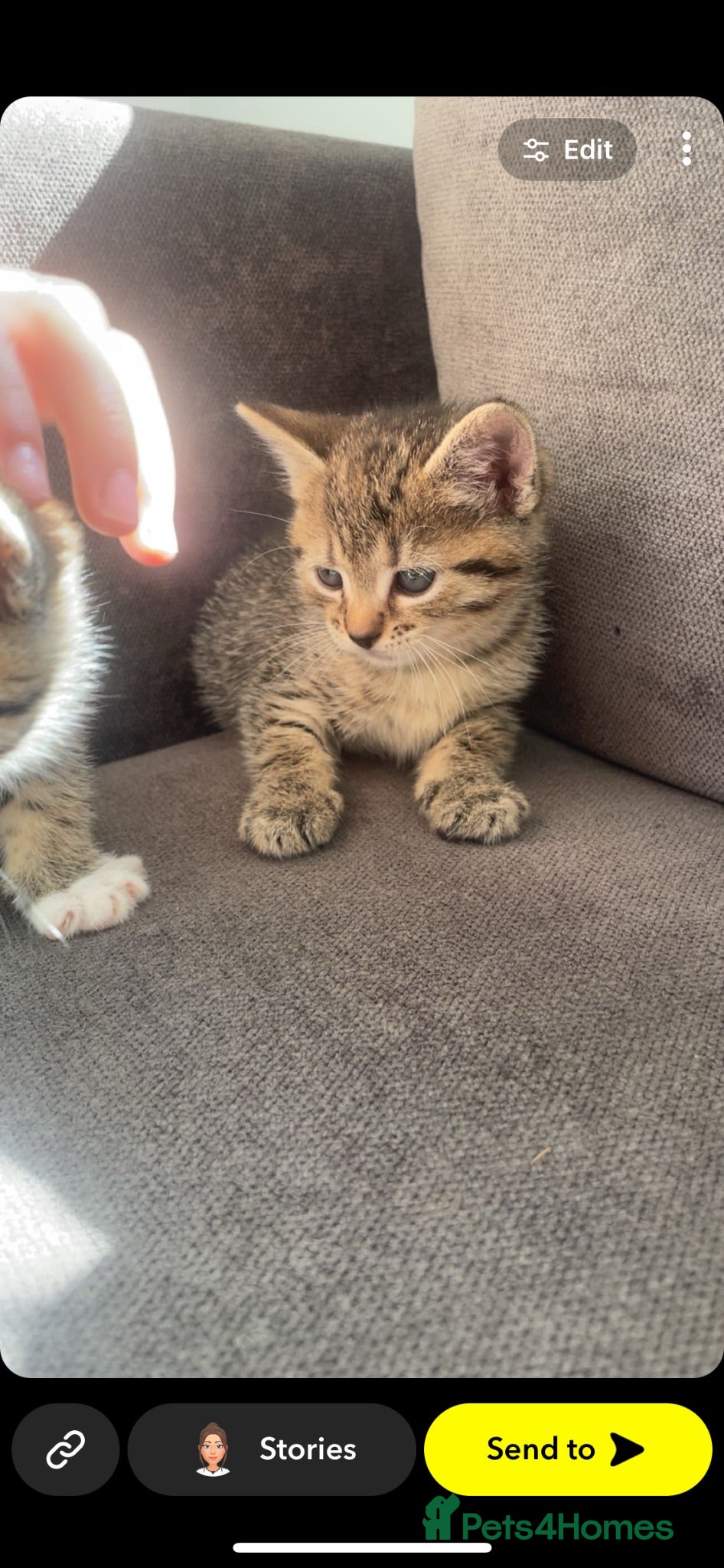 Mixed Breed cats Five beautiful kitten 3 girls 2 boys - Advert 2