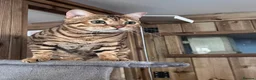 Bengal cats for sale: Stunning Retired Bengal Cats Looking for homes - Advert 16