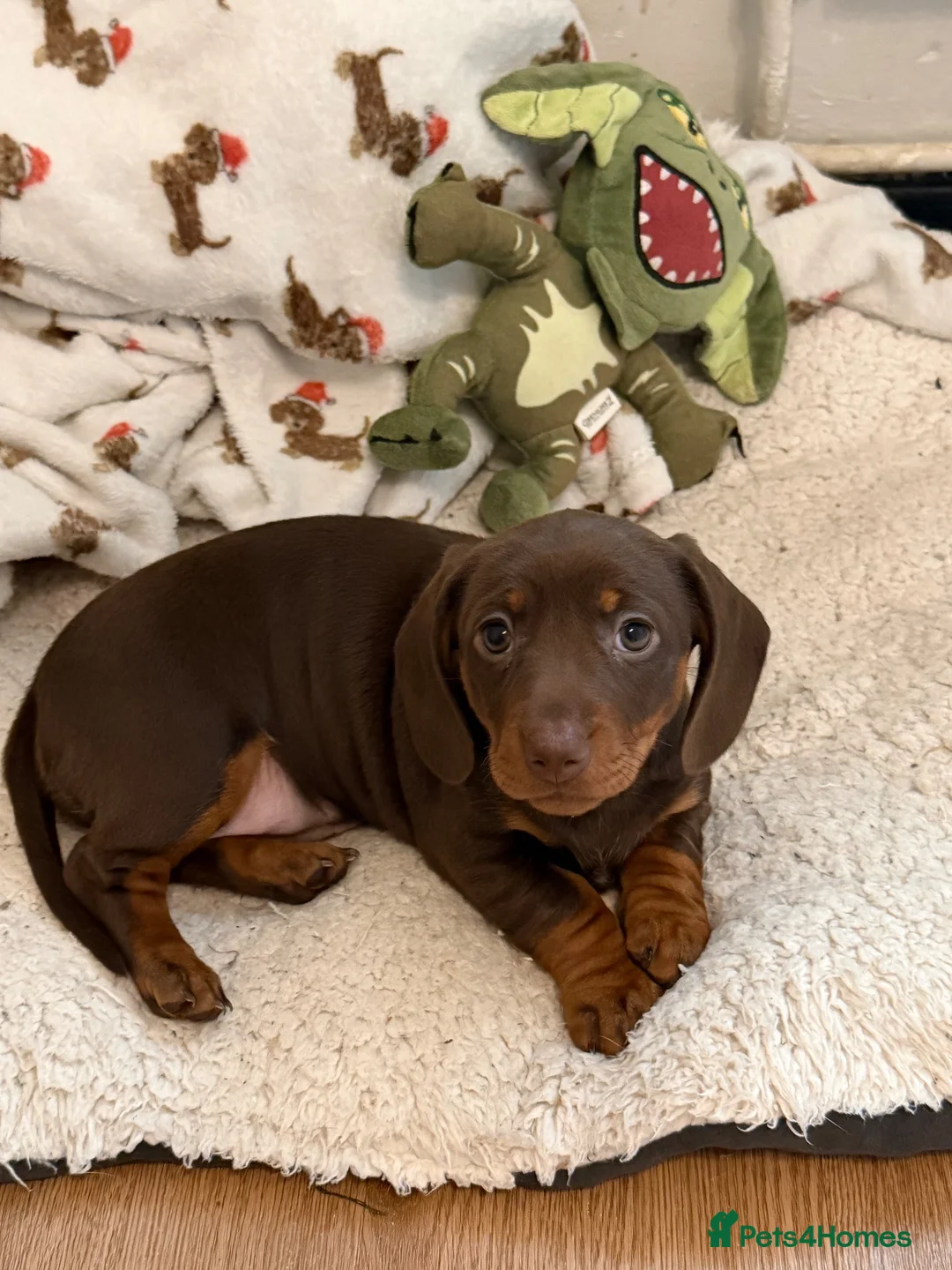 Miniature Dachshund dogs for sale: Kc miniature dachshunds  - Advert 9