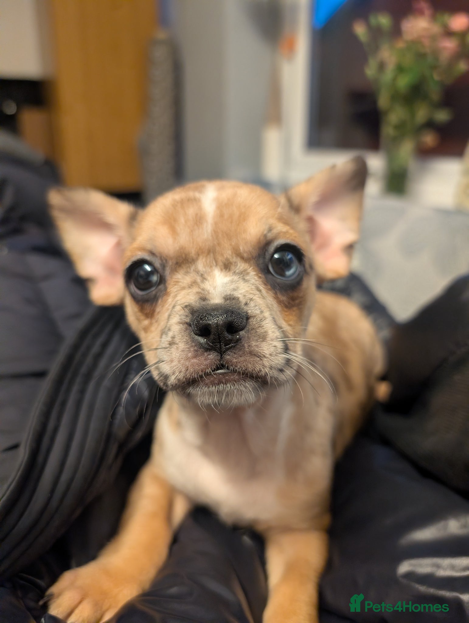 Mixed Breed dogs for sale: Mixed breed female pup  - Advert 2