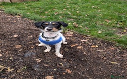 Patterdale Terrier dogs for adoption: Jack  - Image 3