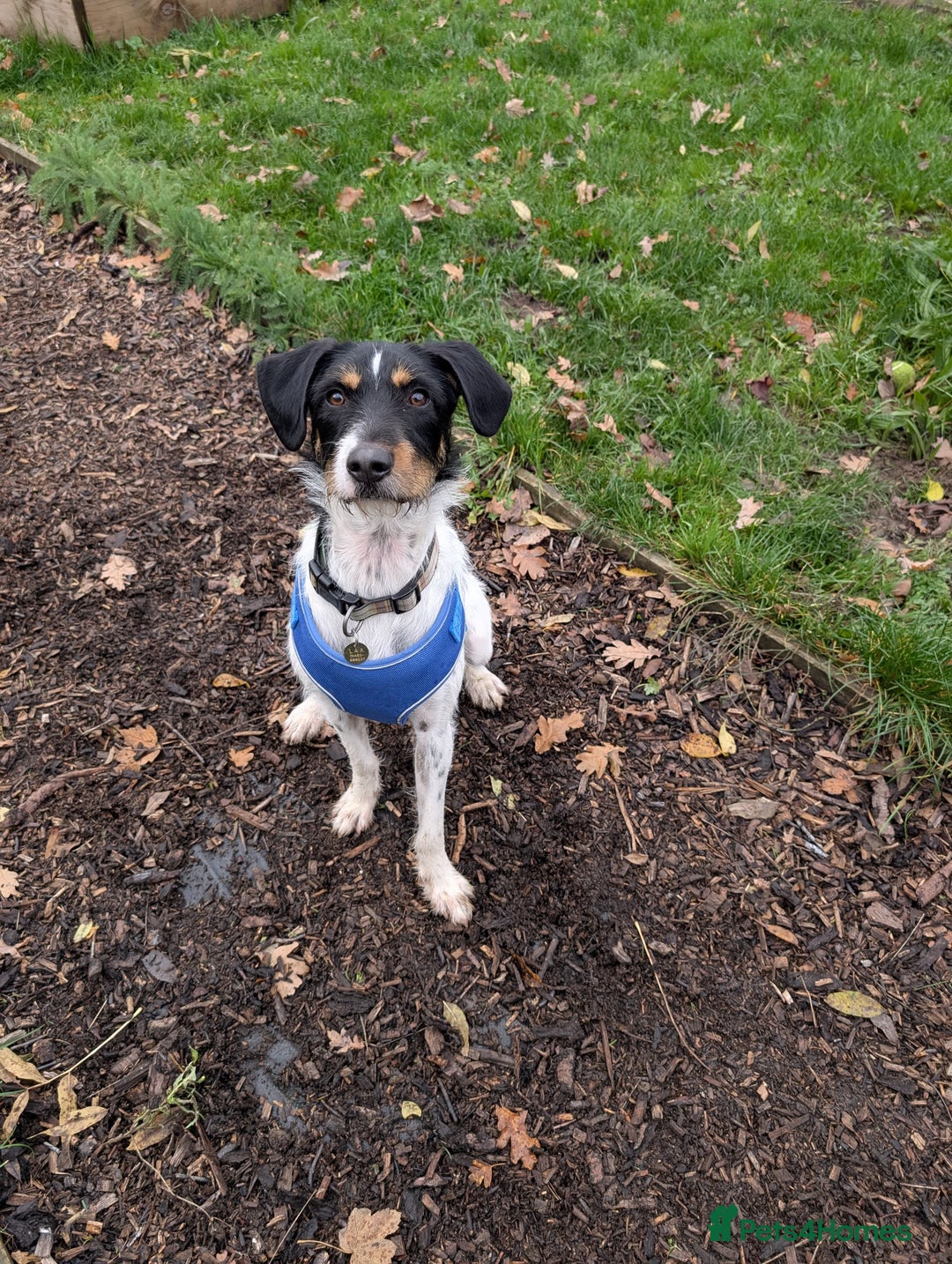 Patterdale Terrier dogs for adoption: Jack  - Image 3