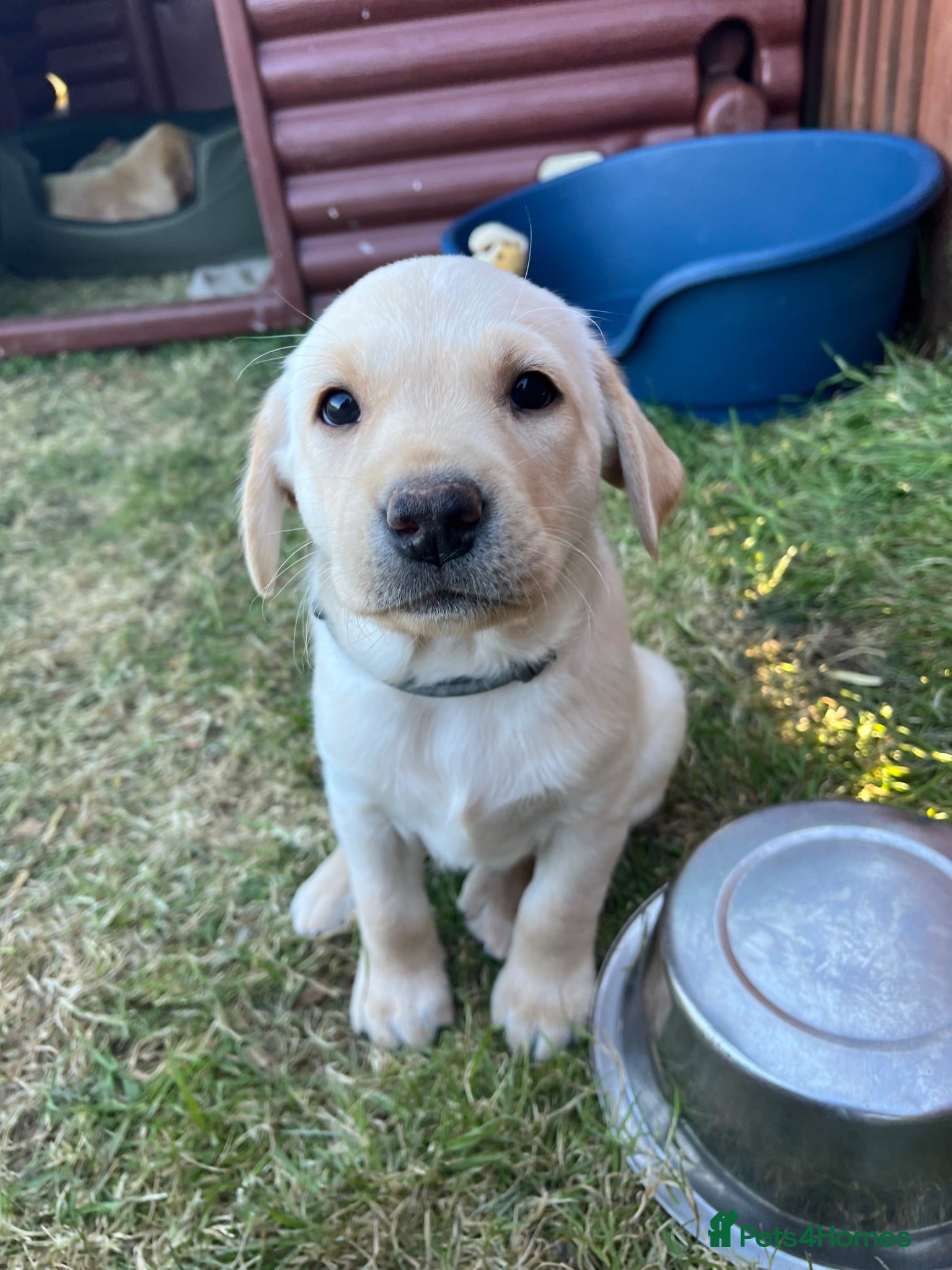 Labrador Retriever dogs LAST DOG - KC registered working Labrador puppies  - Advert 18