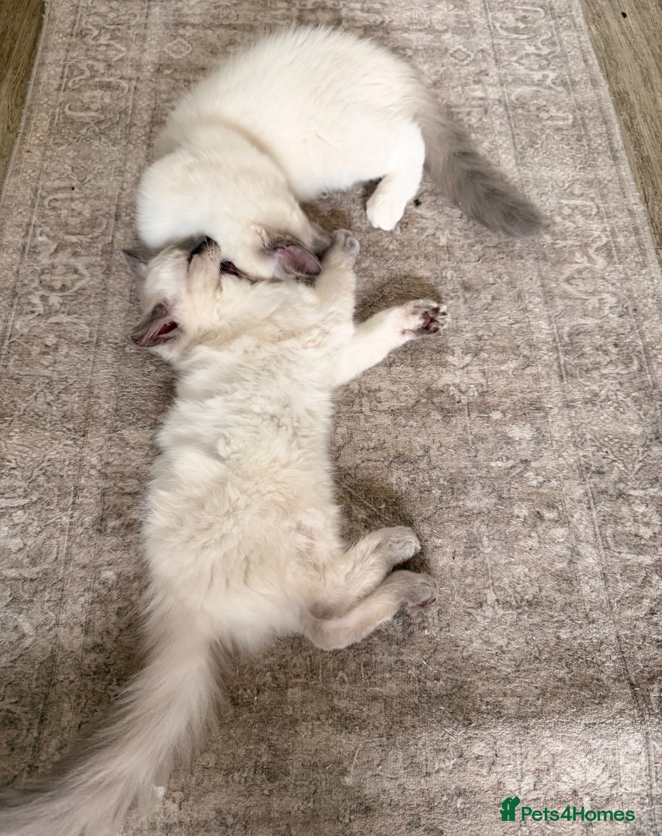 Ragdoll cats 🐾 Beautiful Ragdoll kittens Seeking Forever homes - Advert 2
