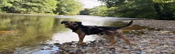 Border Terrier dogs for stud: KC Reg, SLEM clear first time stud in Ripon - Advert 5