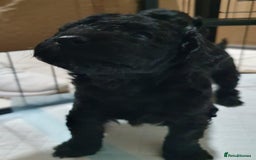 Toy Poodle dogs for sale: Gorgeous toypoodles - Image 4