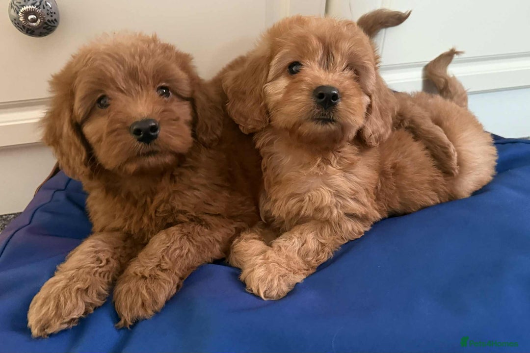 Cockapoo dogs for sale: Ready to beautiful cockapoo puppies  - Advert 2