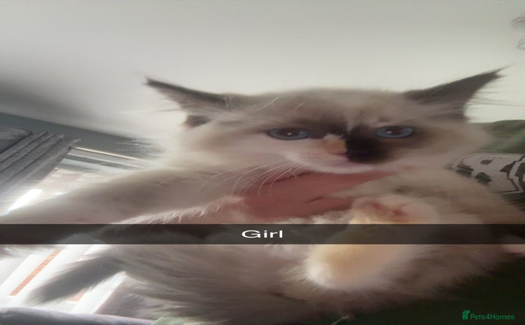 Ragdoll cats - Advert 5