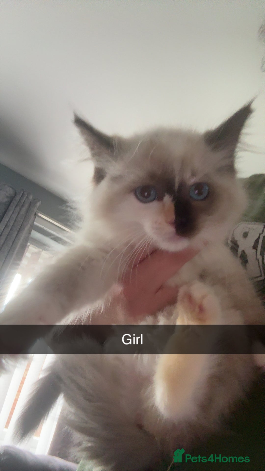 Ragdoll cats for sale: Ragdoll kittens - Image 4