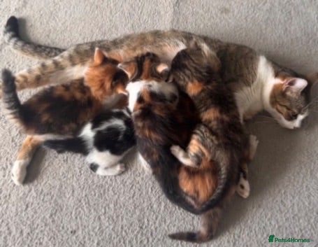 Domestic Shorthair cats Adorable black and white male ready to go  - Advert 15