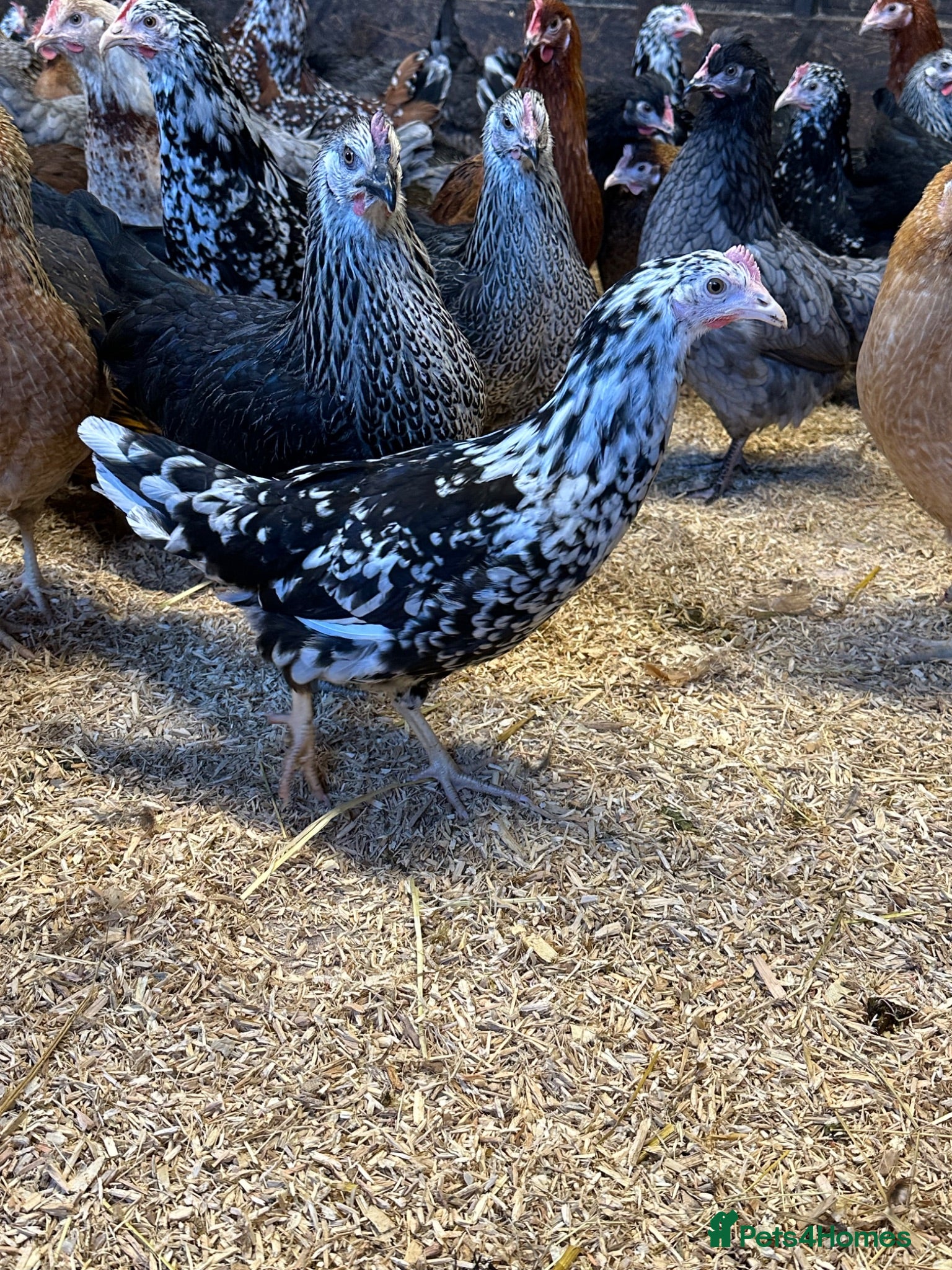 Chickens poultry Point of lay Hens in a wide range of breeds  - Advert 1