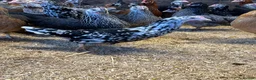 Chickens poultry for sale: Point of lay Hens in a wide range of breeds  - Advert 1