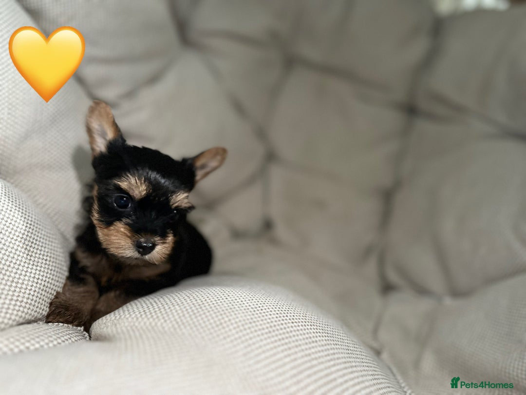 Yorkshire Terrier dogs for sale: Yorkies puppies  - Image 14