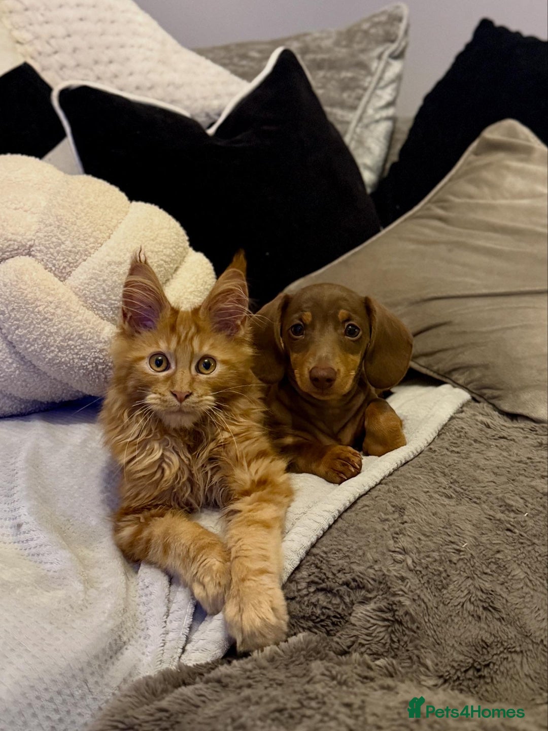 Miniature Dachshund dogs for sale:  READY NOW  minismooth haired dachshunds 🐾 - Image 1