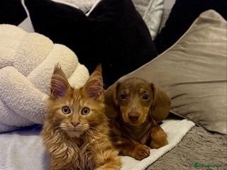 Miniature Dachshund dogs - Advert 9