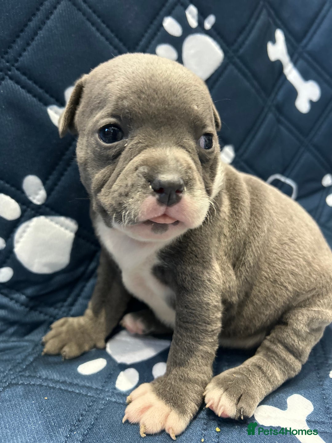 Staffordshire Bull Terrier dogs for sale: Blue kc Staffordshire bull terrier  - Advert 4