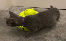 Russian Blue cats for sale: Russian Blue Kittens - Image 11