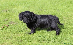 Cockapoo dogs for sale: F1 Cockapoo puppies for sale  - Image 13
