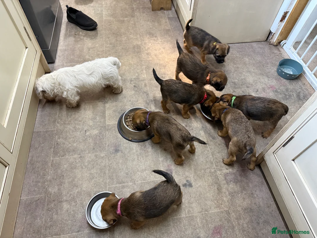 Border Terrier dogs for sale: KC Registered Border Terrier - Advert 2