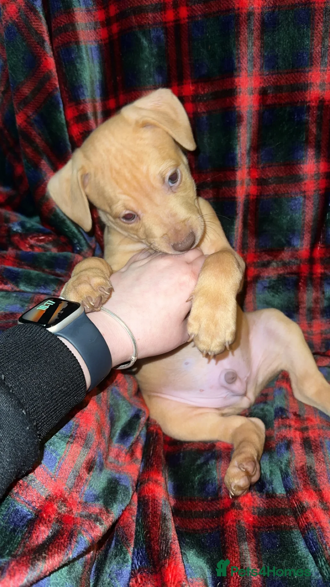 Mixed Breed dogs for sale: Staff X Sharpei puppies  - Advert 5