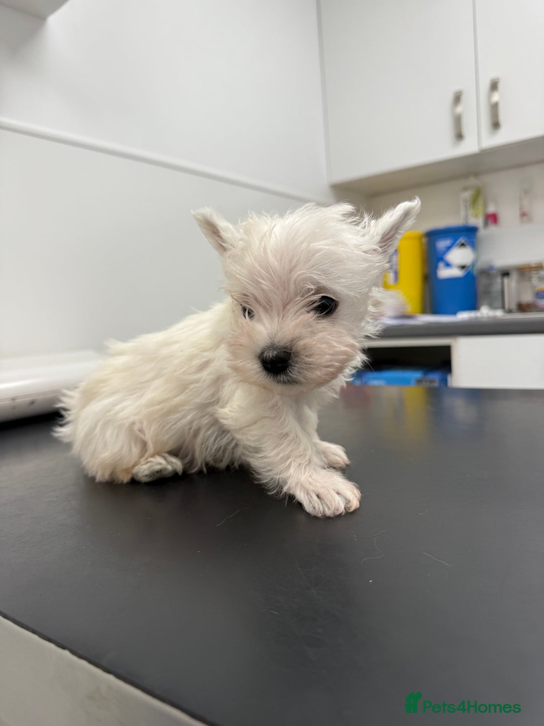 West Highland Terrier dogs for sale: Only 4 Westie Puppies Left – Ready for Homes Now! - Advert 25