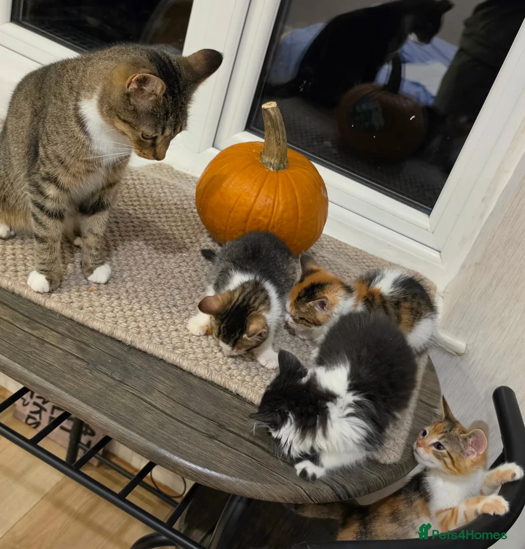 Mixed Breed cats for sale: ​🐾 6 Beautiful Kittens ready to go 💙🩷 - Advert 2