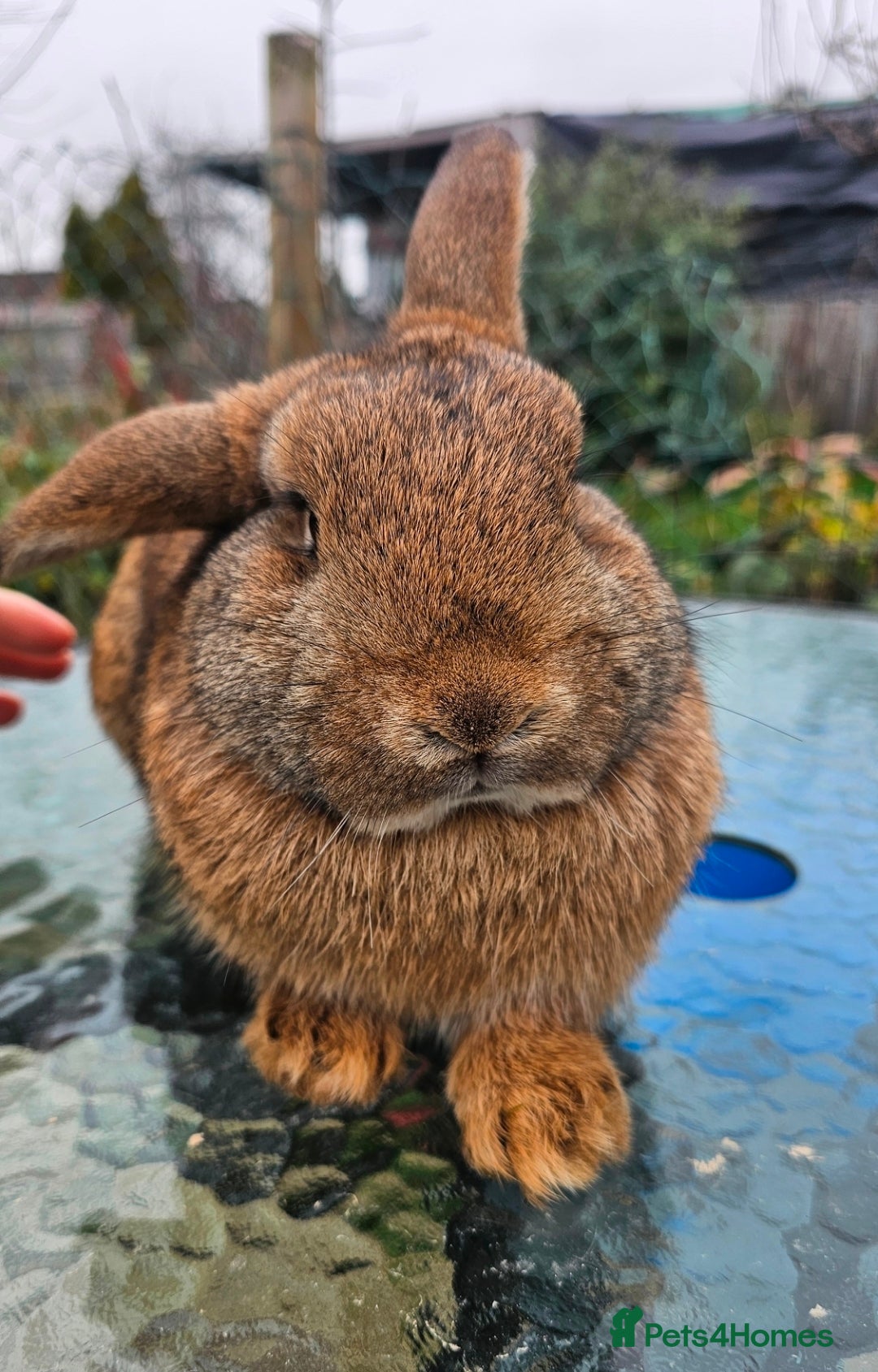 Mini Lop rabbits 2 Beautiful Mini Lop Brothers looking for home - Advert 1