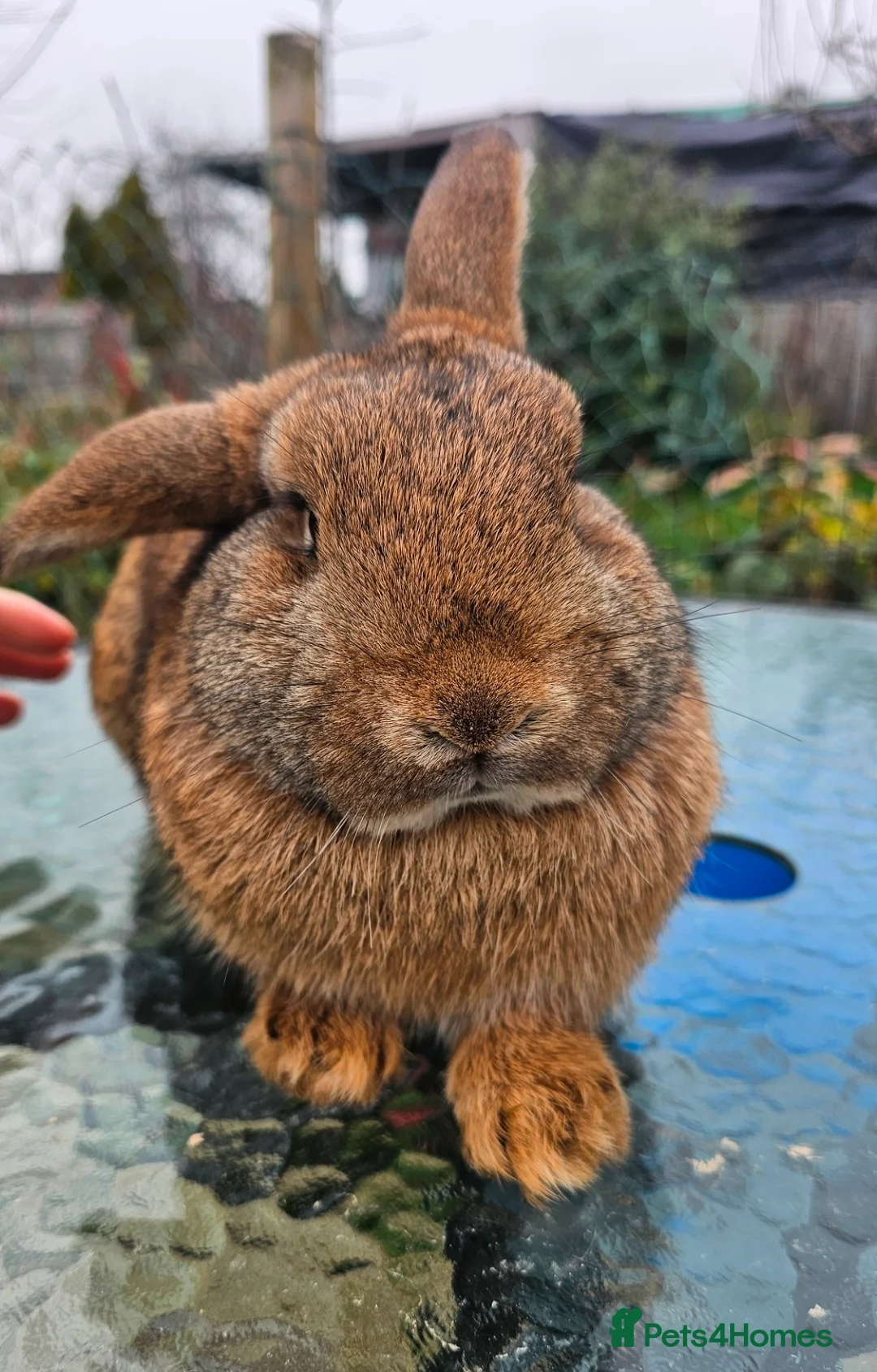 Mini Lop rabbits for sale: 2 Beautiful Mini Lop Brothers looking for home in Burton-on-Trent - Advert 1