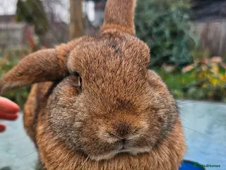 Mini Lop rabbits 2 Beautiful Mini Lop Brothers looking for home - Advert 1