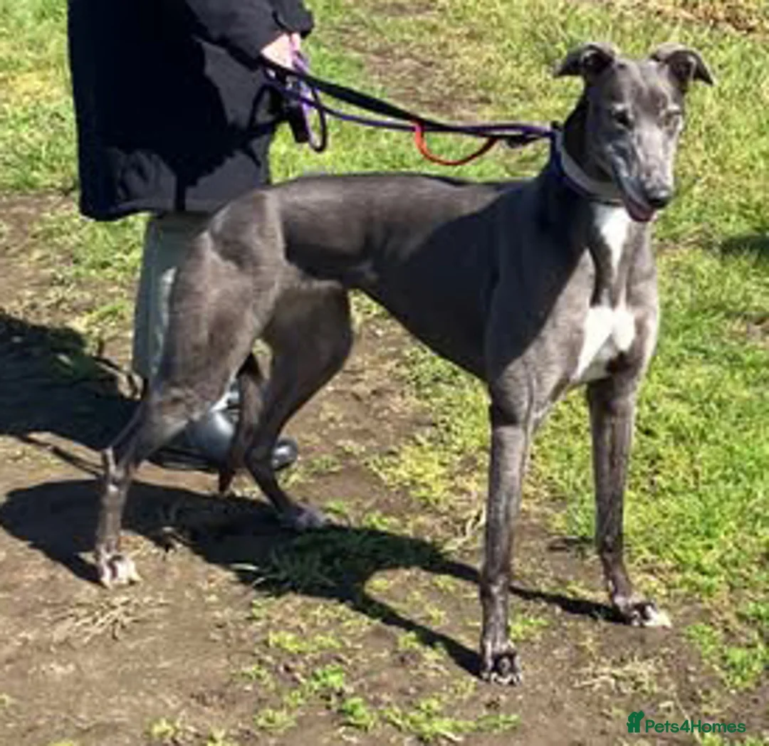 Greyhound dogs for adoption: Sweet Jean wants a new forever home - Advert 2