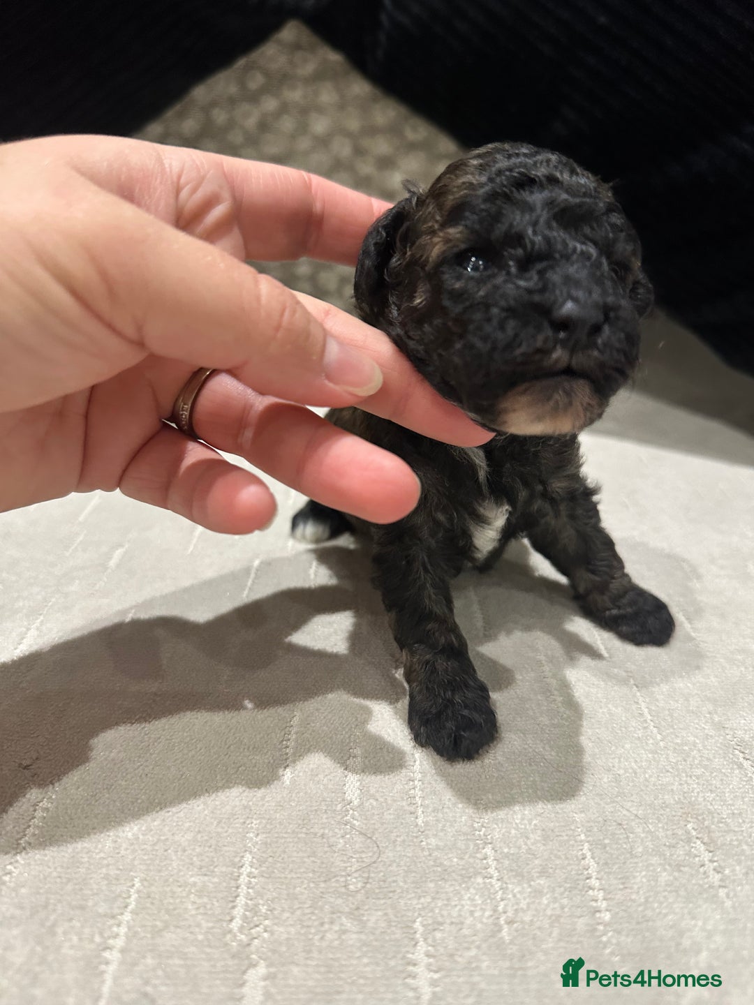 Toy Poodle dogs for sale: Kc Tiny toy poodles DNA 🧬 clear  - Advert 15
