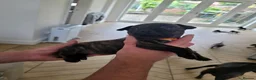 Mixed Breed dogs for sale: Beautiful staffie puppys (2 girls left) - Advert 12