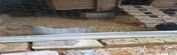 Chickens poultry for sale: 2 pekin bantam hens - Advert 3