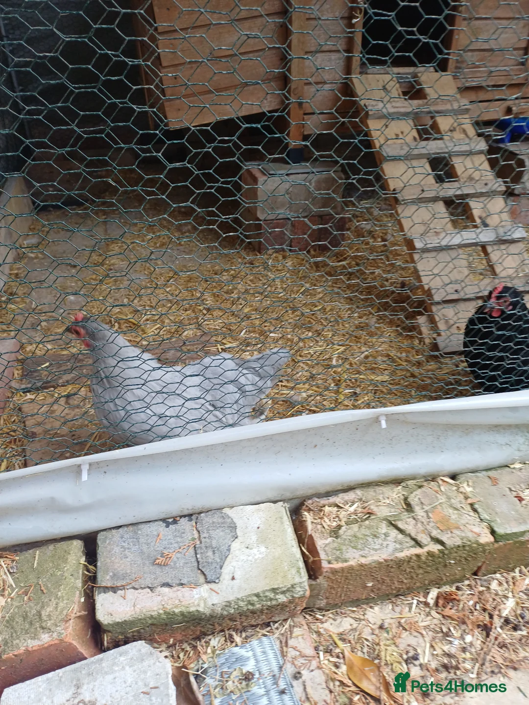 Chickens poultry for sale: 2 pekin bantam hens - Advert 3