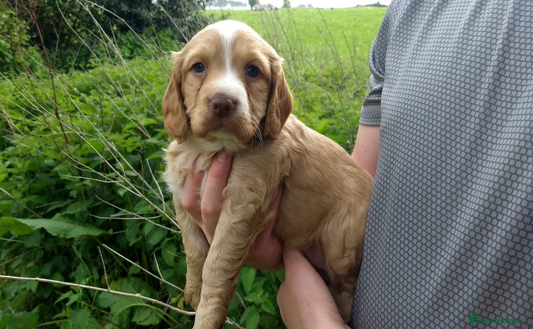 Cocker Spaniel dogs - Advert 13