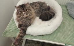Persian cats for sale: Lovely boy rehoming  - Image 17