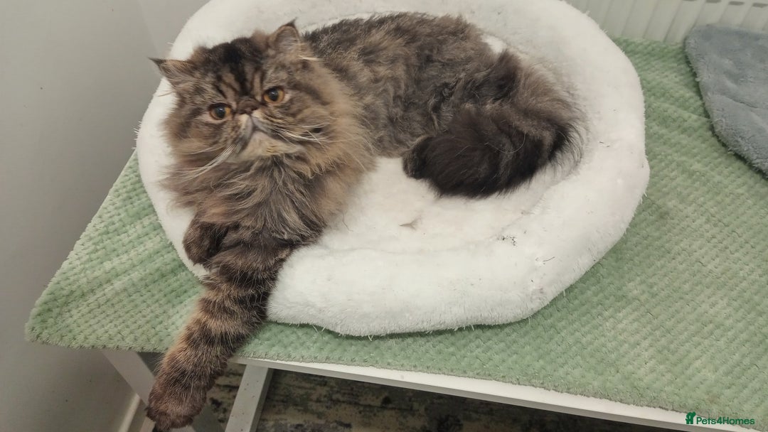 Persian cats for sale: Lovely boy rehoming  - Image 17