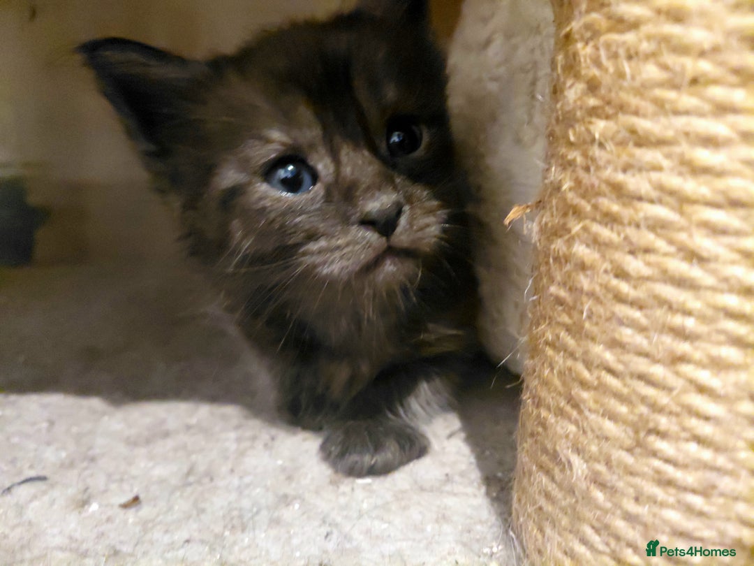 Maine Coon cats for sale: Maine Coon kittens  - Advert 17