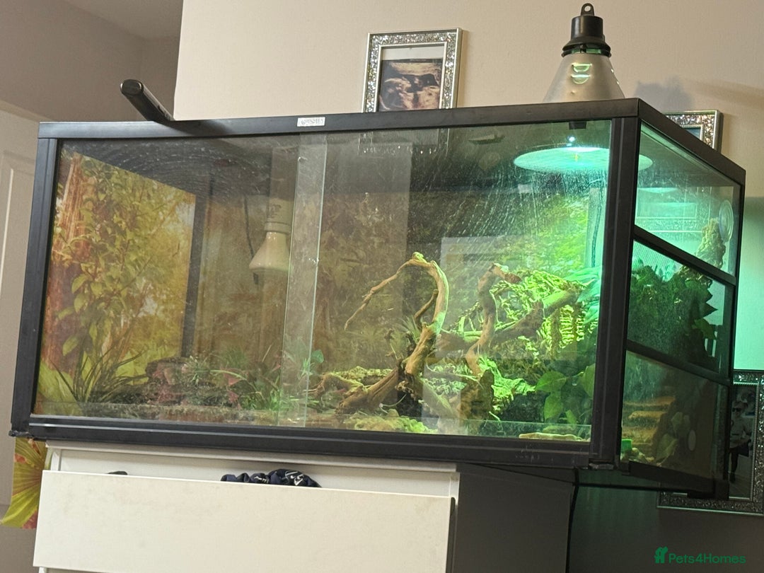 Bearded Dragon reptiles for sale: Dwarf Bearded dragon with enclosure  - Image 6