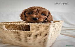 Cavapoo dogs for sale: Adorable F1b Cavapoo Puppies Ready 15th November - Image 22