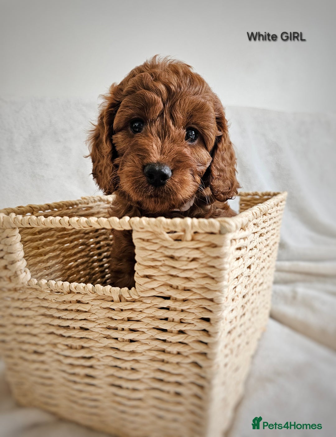 Cavapoo dogs for sale: Adorable F1b Cavapoo Puppies Ready 15th November - Image 22