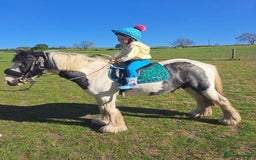 Irish Cob horses for sale: 12.2 Chunky Cob  - Image 4