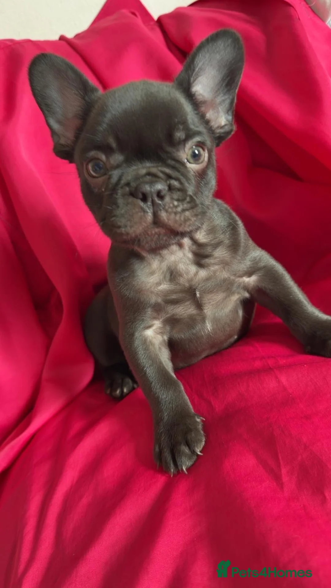 French Bulldog dogs for sale: French bulldog pups  - Advert 4