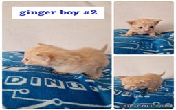 Maine Coon cats for sale: Mainecoon cross kittens - Image 11