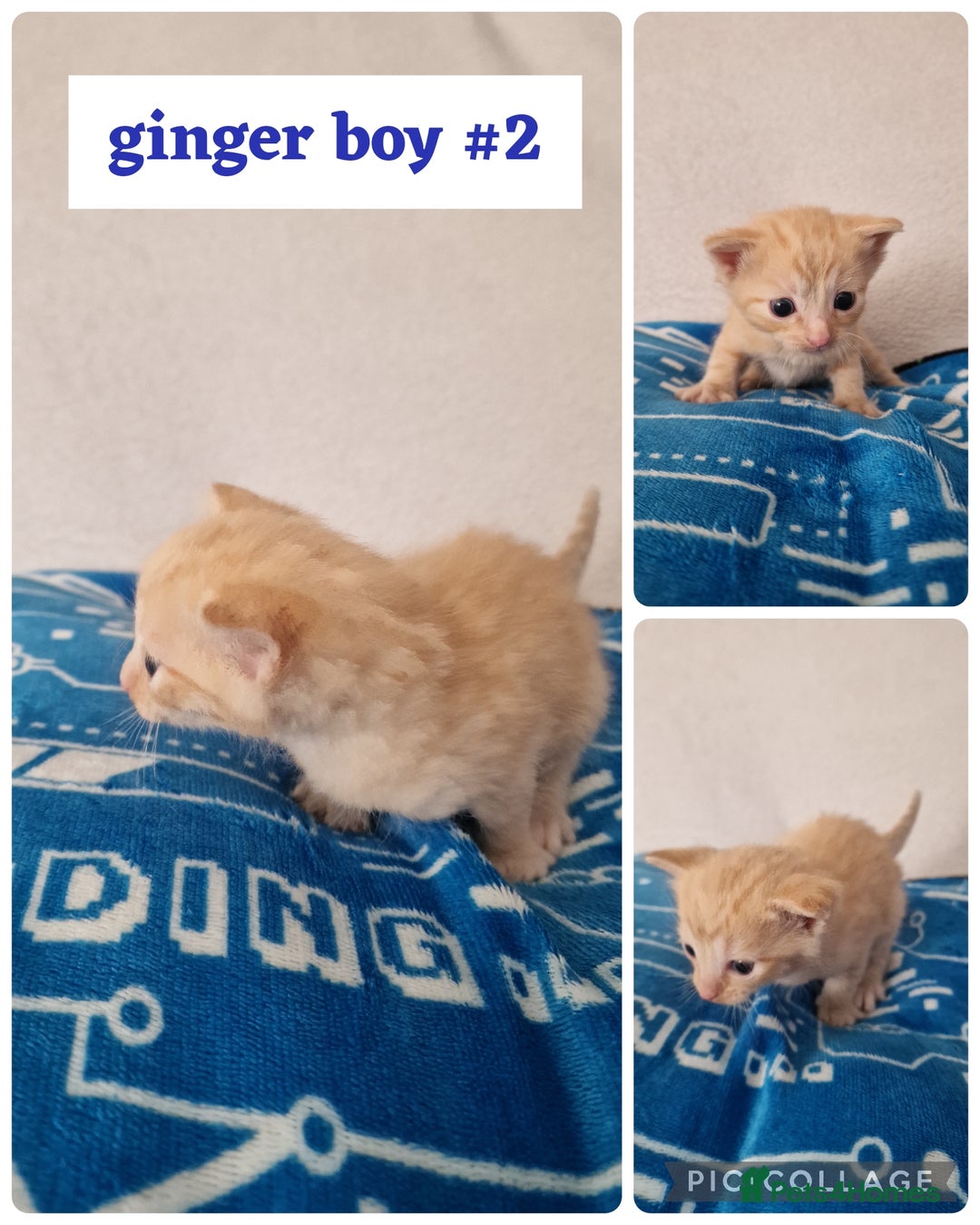 Maine Coon cats for sale: Mainecoon cross kittens - Image 11