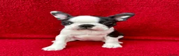 Boston Terrier dogs for sale: Exceptional puppies. Extensively tested parents.   - Advert 2